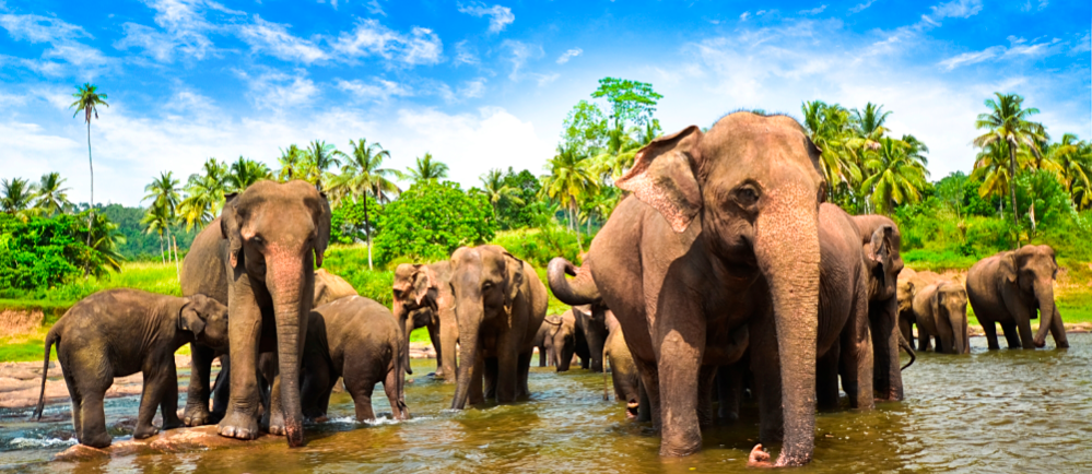 بهترین زمان سفر به سریلانکا کشور فیل‌های بازیگوش